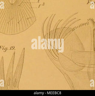 . Die Chaetognathen : ihre anatomie, Systematik und Entwicklungsgechichte : eine Monographie . ^T"^, ]''i(i./9. Yei-lag tmaftHsrlie ferro,. -, J^^, lifh Anst.v.rAFunfe se;: Foto Stock