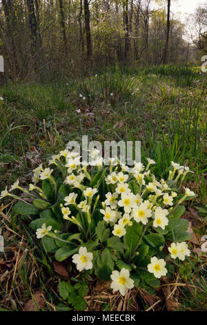 Primrose - Primula vulgaris nel bosco ride con legno di anemoni Foto Stock