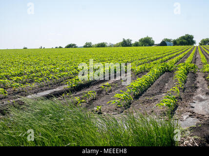 Erba alta nella parte anteriore del campo di fattoria di verdure Foto Stock