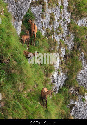 Camosci nei Carpazi romeni pendii montani Foto Stock