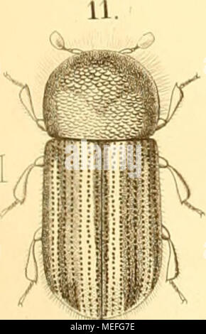 . Die forst-insecten oder Abbildung und beschreibung der in den wäldern Preussens und der nachbarstaaten als schädlich oder nützlich bekannt gewordenen insecten; in systematischer folge und mit besonderer rücksicht auf die vertilgung der schädlichen. Im auftrage des chefs der zweiten abtheilung des Königl. Preuss . Foto Stock