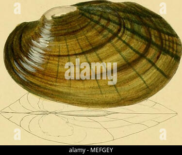 . Die Flussperlmuscheln (Unio et Hyria.) in Abbildungen nach der Natur mit Beschreibungen . Foto Stock