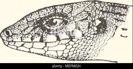 . Die Fauna südwest-Australiens. Ergebnisse der Hamburger südwest-australischen Forschungsreise 1905 . Reptilia (Geckonidae und tScincidae). 471 unten un abnehmend Größe. Von den Infialal)ialen (1 nnj)aares, 3 Paare) sind die beiden hinteren Paare durch größere Schiklchen getrennt mediano. Färbung oben inferno-rötliclil&GT;raun, Kopfschihler mit dunklen Suturen (Supralabialia) oder Flecken (Oberseite). Lidränder und Auricularschuppen weiß. Zwei dorsale schwarzbraune Längsbänder, um weniger als 2 Schuppen- breiten voneinander entfernt, etwas breiter als der Zwischenraum, auf jedem eine Reihe von ru Foto Stock