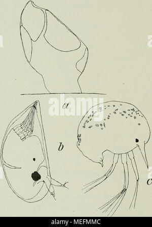 . Die Fauna Südwest-Australiens; Ergebnisse, caldaia a recupero. von W. Michaelsen und R. Hartmeyer . Foto Stock