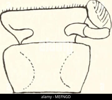 . Die Fauna südwest-Australiens. Ergebnisse der Hamburger südwest-australischen Forschungsreise 1905 . Foto Stock