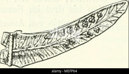 . Die Farnkräuter der Erde : beschreibende Darstellung der geschlechter und wichtigeren Arten der Farnpflanzen mit besonderer Berücksichtigung der Exotischen . Foto Stock