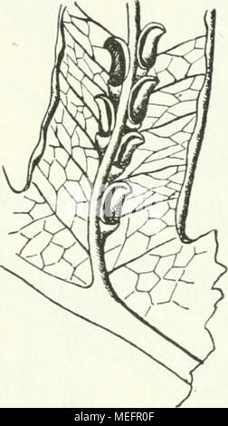 . Die Farnkräuter der Erde : beschreibende Darstellung der geschlechter und wichtigeren Arten der Farnpflanzen mit besonderer Berücksichtigung der Exotischen . Foto Stock