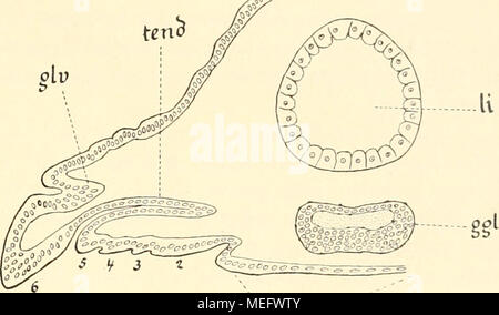 . Die Entwicklungsgeschichte der Scolopender . stück des Ausführungsgangs gebildet. Die Anatomie der ausgebildeten Giftdrüse ist für Scolopendra neuerdings von Duboscq (1898) genau geschildert worden, auf dessen sorgfältige Arbeit ich auch un dieser Stelle wieder verweisen kann. Die Coxaldrüsen des 21. Rumpfsegments sind bisher gewöhnlich unter dem Namen "Pleuraldrüsen" beschrieben worden. Sie münden un Basalgliede dem (BAS), der sogenannten "Pleura", des letzten Beinpaars (Fig. 19, 21, 26, 29) aus. Da aber das Basalglied dieser fine- beine, wie oben dargelegt wurde, morphologisch nic Foto Stock