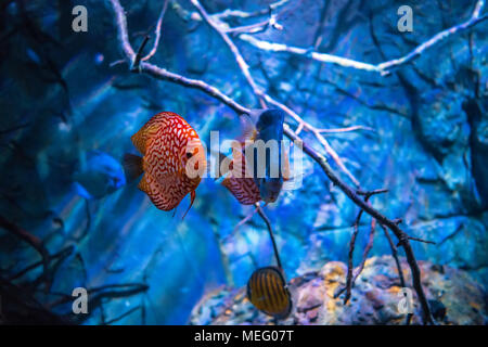 Symphysodon discus in un acquario su uno sfondo blu Foto Stock