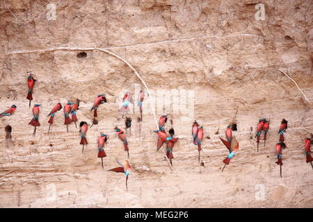 Southern Carmine Gruccione (Merops nubicoides) nel sud Luangwa, Zambia Foto Stock