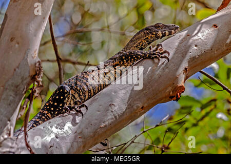 Monitor di pizzo Lizard (Varanus varius) Queensland Australia Foto Stock