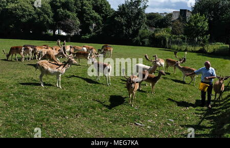 Cervi tempo di alimentazione presso lo storico parco dei cervi a Prideaux Place, Padstow, Cornwall, Regno Unito Foto Stock