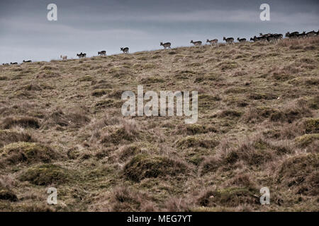 Daini a Petworth Deer Park, West Sussex Foto Stock