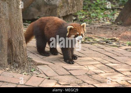 Panda rosso a Chengdu Research Base del Panda Gigante di allevamento in Chengdu Sichuan, Cina Foto Stock