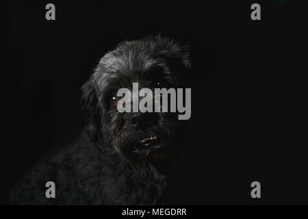 La cattura di cani in chiave di basso la fotografia di ritratti Foto Stock