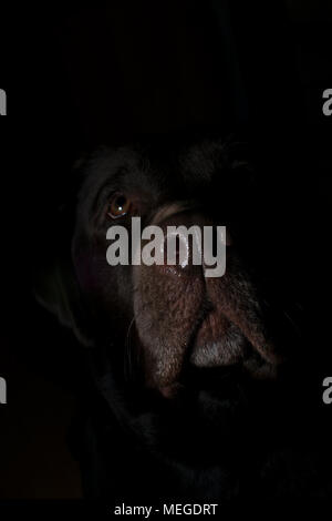 La cattura di cani in chiave di basso la fotografia di ritratti Foto Stock