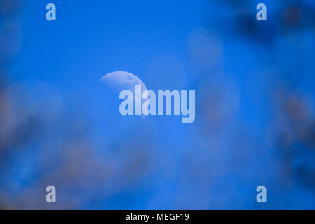 Messa a fuoco selettiva foto. Luna crescente nel cielo blu. Foto Stock