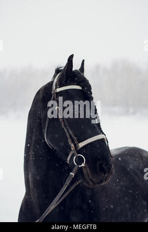 Il frisone stallone in esecuzione nel campo d'inverno. Cavallo Foto Stock