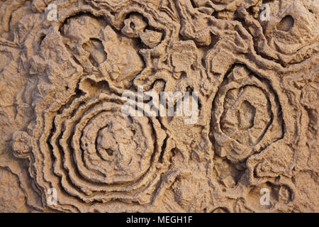 Stromatolite modelli fossile Cretaceo, Foto Stock