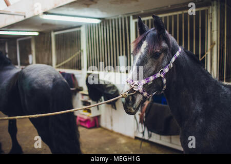 Anglo-arabian delle corse ippiche guardando il cavallo in maneggio Foto Stock