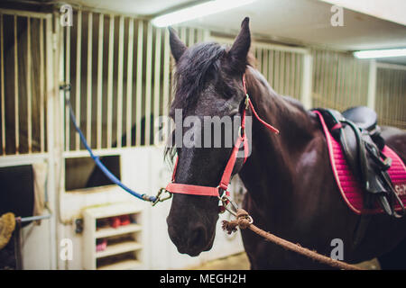 Nero cavallo Frisone in stabile. Sfollati nei Paesi Bassi. Foto Stock