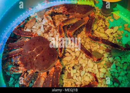 Pelose red King Crab tenendo un clam Foto Stock