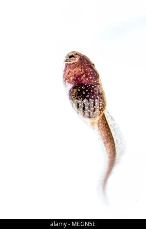 Rana comune tadpole macro immagini Foto Stock