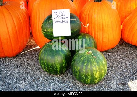 Zucche e angurie fresche mature e succose esposte e vendute in un mercato agricolo all'aperto in una giornata di sole autunnali. Foto Stock