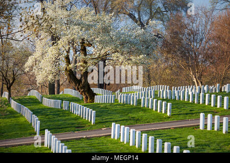 La fioritura dei ciliegi in guardia per difendere le righe di lapidi presso il Cimitero Nazionale di Arlington, Arlington, Virginia, Stati Uniti d'America Foto Stock