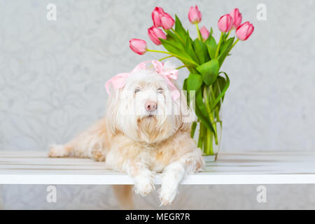 Cane bianco, seduto accanto a un mazzo di fiori in un vaso. Tulipani rosa Foto Stock