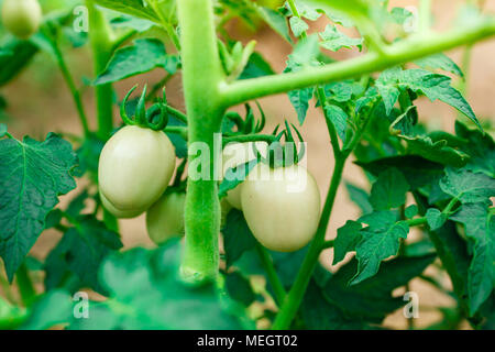 Verde pomodori acerbi appeso su un grappolo. Foto Stock