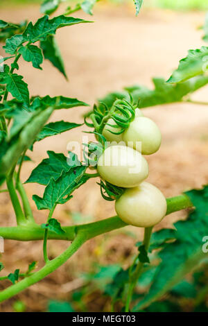 Verde pomodori acerbi appeso su un grappolo. Foto Stock