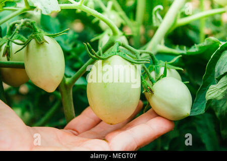 Verde pomodori acerbi appeso su un grappolo. Foto Stock