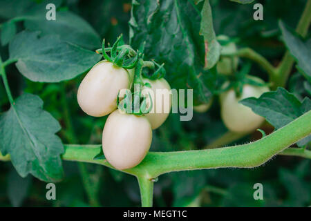 Verde pomodori acerbi appeso su un grappolo. Foto Stock