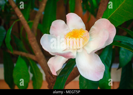 Gustavia gracillima, gustavia Bianco, Bianco fiore di loto. Foto Stock