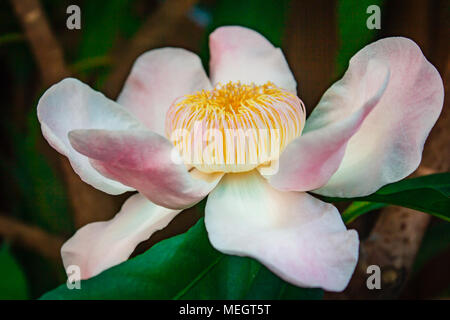 Gustavia gracillima, gustavia Bianco, Bianco fiore di loto. Foto Stock