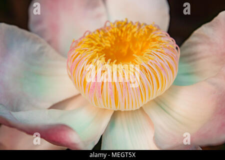 Gustavia gracillima, gustavia Bianco, Bianco fiore di loto. Foto Stock