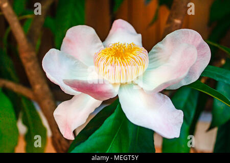 Gustavia gracillima, gustavia Bianco, Bianco fiore di loto. Foto Stock