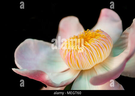 Gustavia gracillima, gustavia Bianco, Bianco fiore di loto. Foto Stock