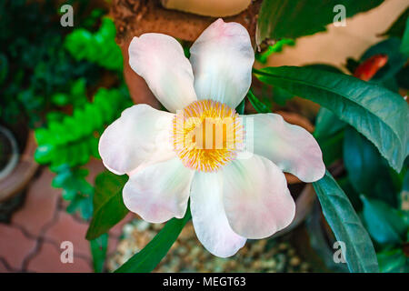 Gustavia gracillima, gustavia Bianco, Bianco fiore di loto. Foto Stock