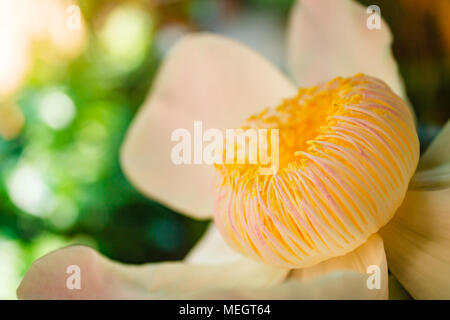 Gustavia gracillima, gustavia Bianco, Bianco fiore di loto. Foto Stock