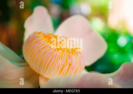Gustavia gracillima, gustavia Bianco, Bianco fiore di loto. Foto Stock