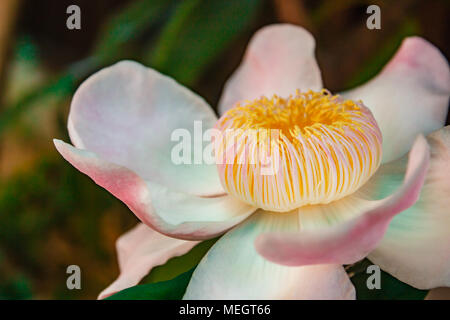 Gustavia gracillima, gustavia Bianco, Bianco fiore di loto. Foto Stock