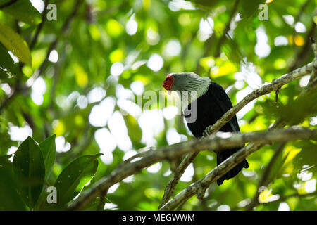 Seychelles - blu piccione (Alectroenas pulcherrimus) nella foresta Foto Stock