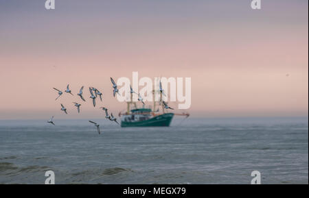 Germania Sylt, un gregge/gruppo di gabbiani che sono a fuoco battenti presso il cielo al tramonto con una barca da pesca in background (sfumata/al di fuori della messa a fuoco). Foto Stock