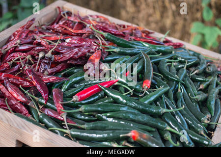 Rossi Secchi e peperoncini verdi in basket Foto Stock