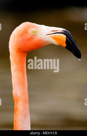 Grattugia Flamingo (Phoenicopterus ruber) Foto Stock