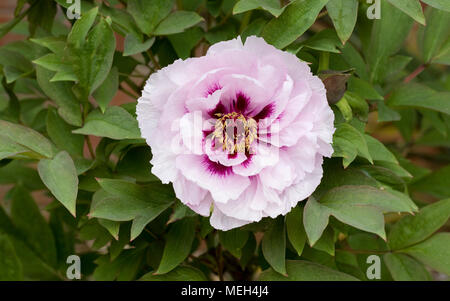 Paeonia rockii fiore. Tree peonia. Foto Stock