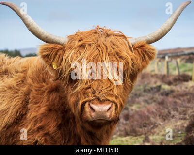 Highland Cattle Foto Stock