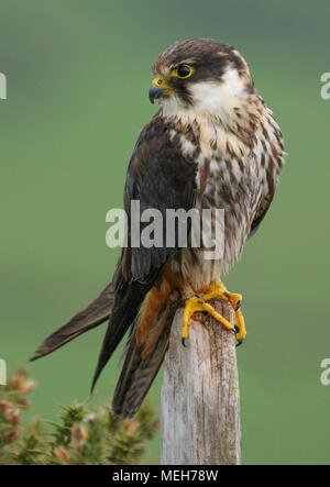 Hobby (falco Subbuteo®) appollaiato su un post nella campagna gallese REGNO UNITO Foto Stock